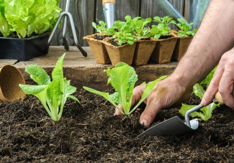 Бесплатный компост, семена и растения для вашего сада