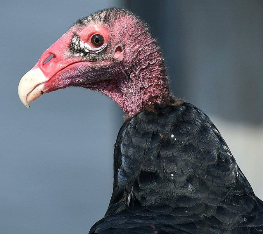 Индюшачьи грифы мигрируют с остановкой на Mont-Royal 