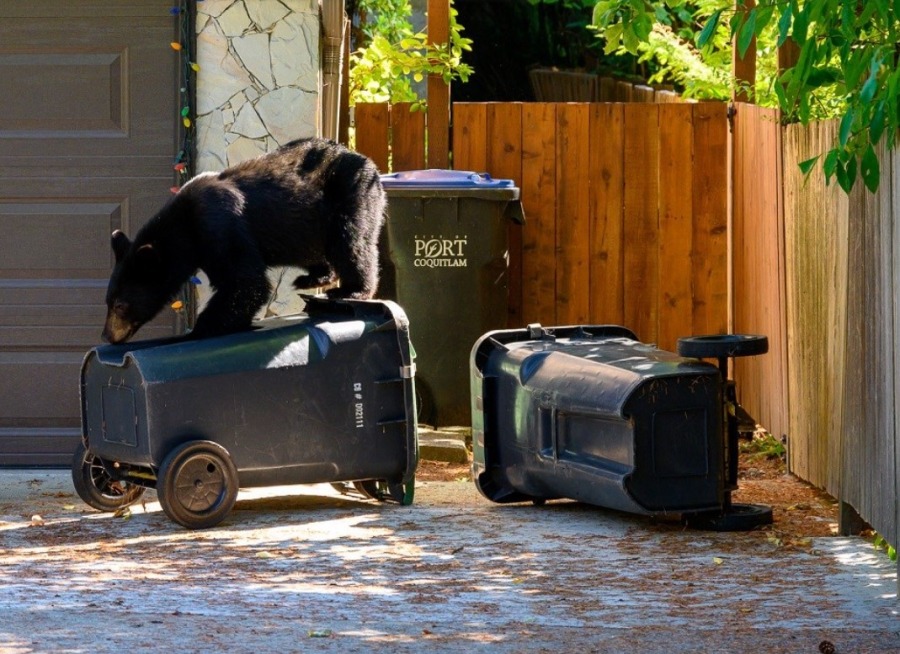 Встретить медведя – и разойтись