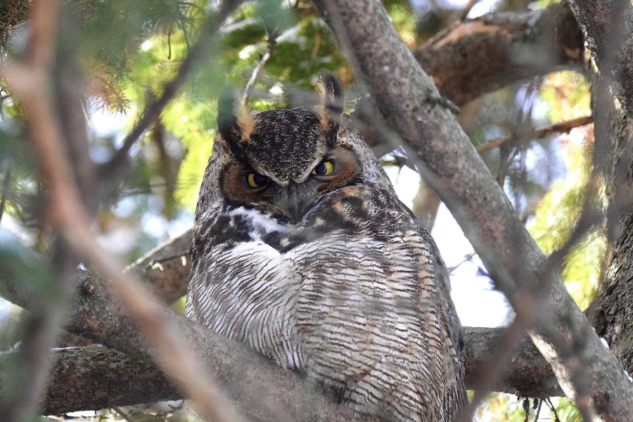 В Ботаническом саду завелся большой американский филин
