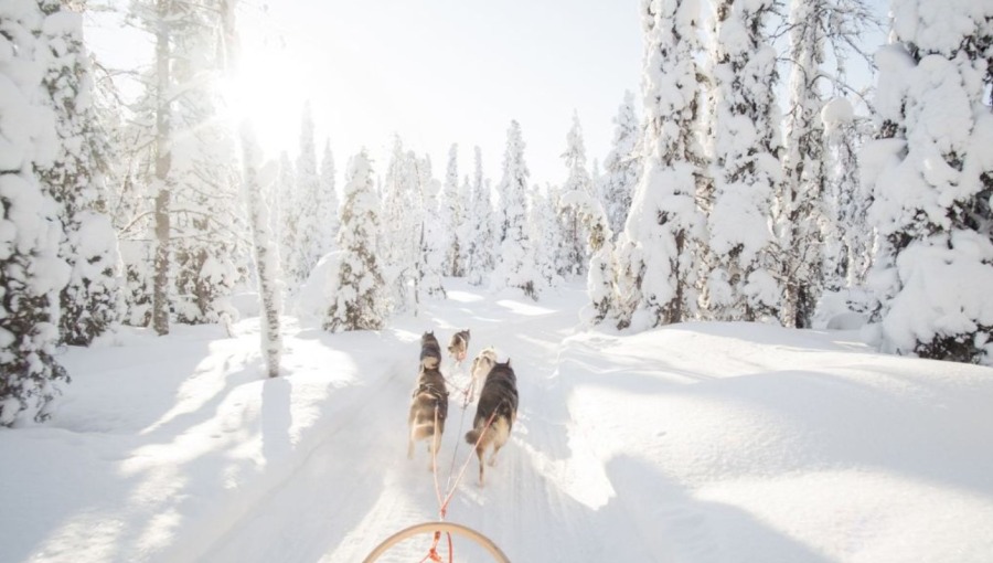 Где покататься на собачьих упряжках