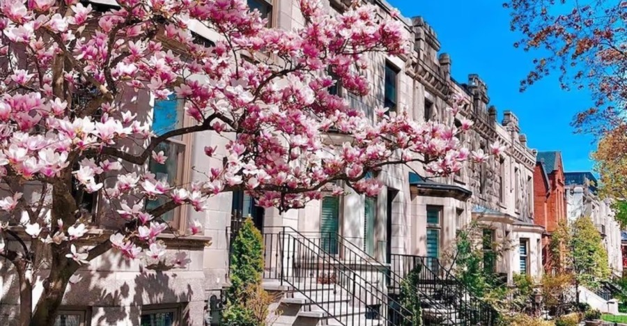 Карта цветущего Монреаля