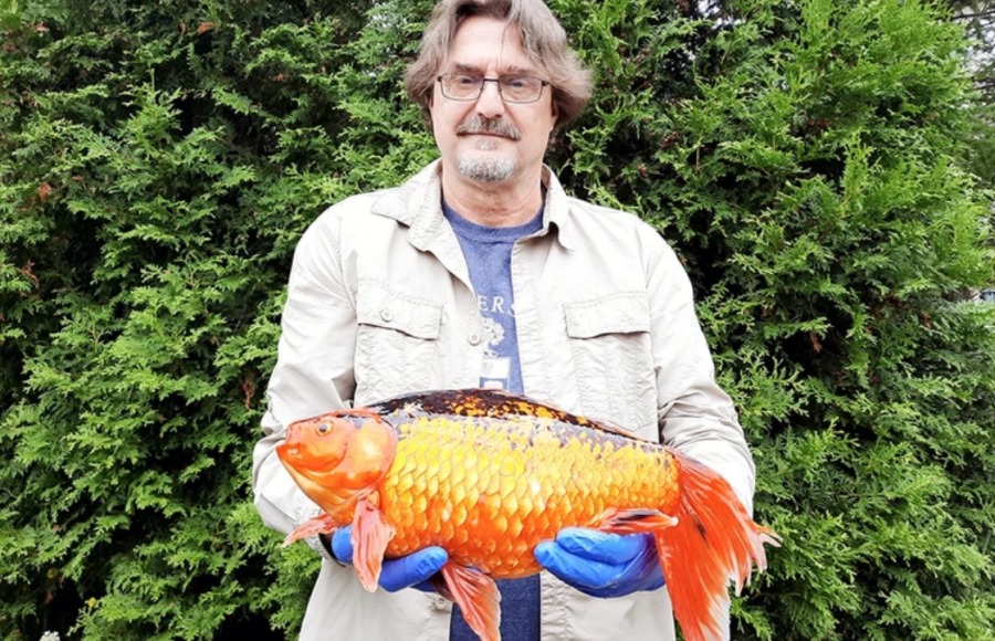 Канаде угрожают дикие свиньи, японские жуки и гигантские золотые рыбки 